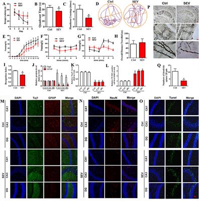 Mitochondria-Related Ferroptosis Drives Cognitive Deficits in Neonatal Mice Following Sevoflurane Administration